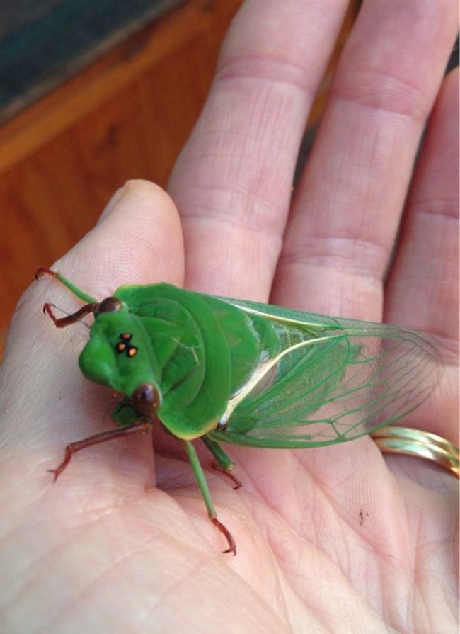 That's a mighty fine-looking cicada.