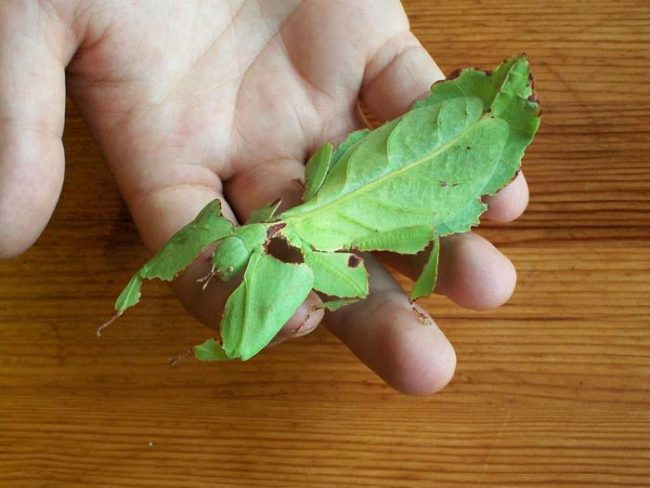 A leaf or the cutest leaf bug ever?