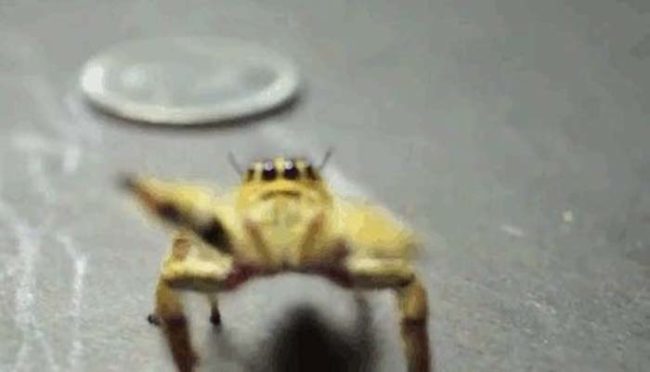 Jumping spiders are famously friendly little critters.