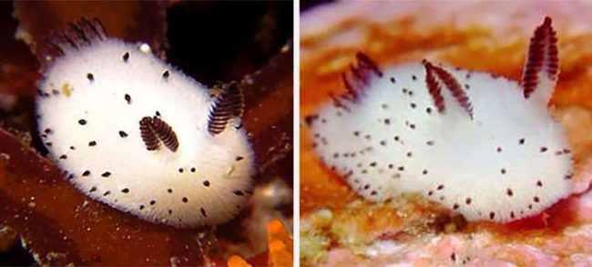 It looks like a bunny rabbit, but it's actually a sea slug.