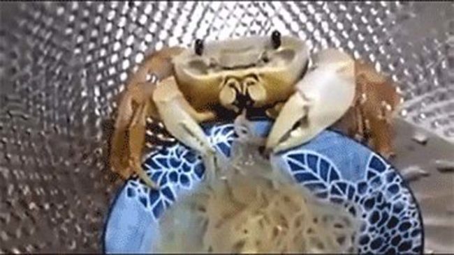 Crabs apparently love to eat noodles.