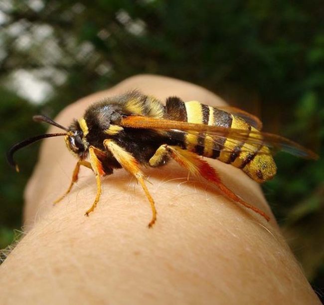 It might look like a wasp, but it's actually just a moth.