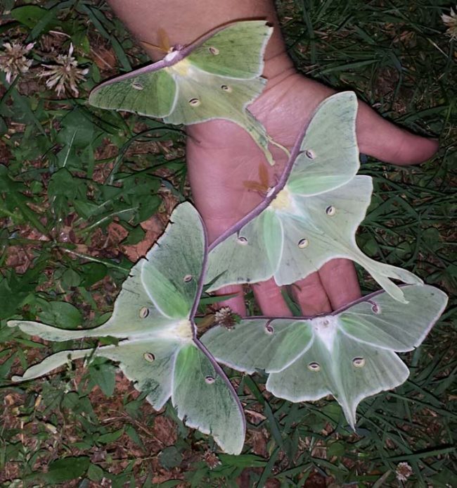 Beautiful moth party.