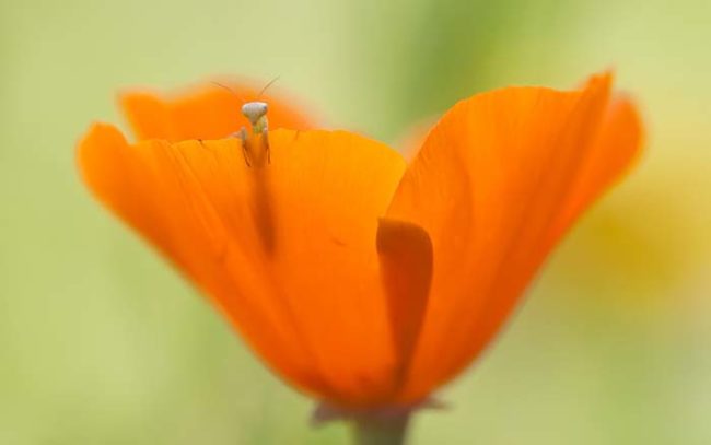 Come on. You can't say this tiny mantis isn't precious!