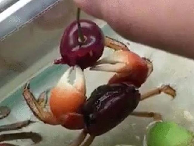 Nothing is cuter than a crab eating a cherry.