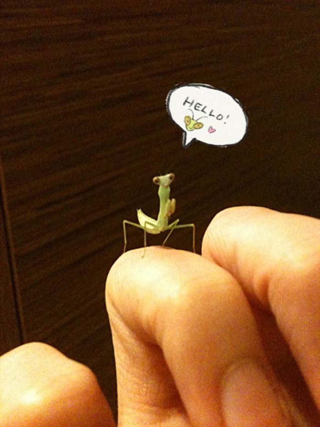 I know it's another baby mantis, but this one was just too cute to pass up!