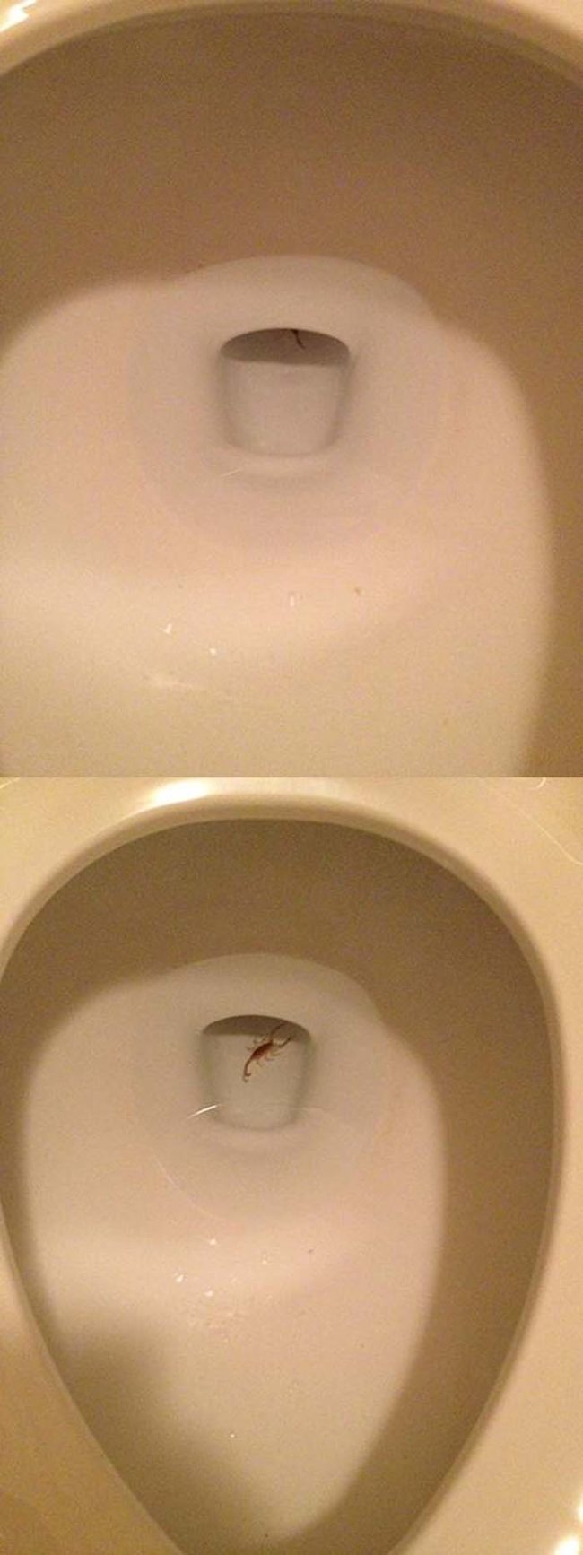 Be careful when using the bathroom in Arizona. You never know what's already living in that bowl.