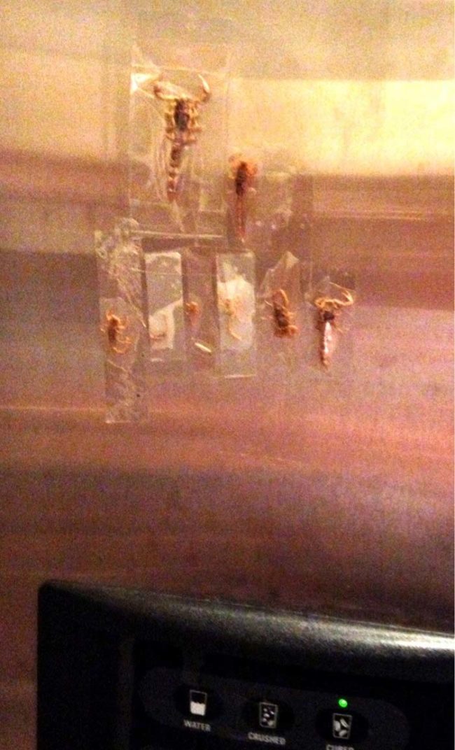 Every time this Redditor's friend finds a scorpion in his home, he freezes it and then tapes it to his fridge as a warning to other scorpions.