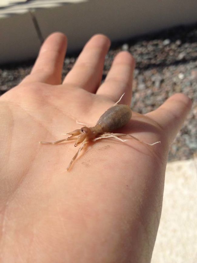 And what list about Arizona would be complete without a picture of a truly bizarre creature found in the middle of the desert. What is this thing?