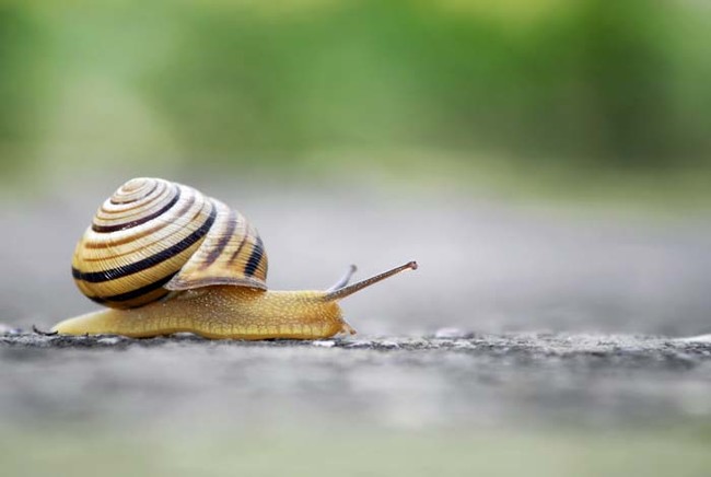 Use Coke to kill and ward off snails or slugs. 