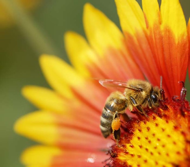 Keep bees away from your outdoor party with a dish of Coke.