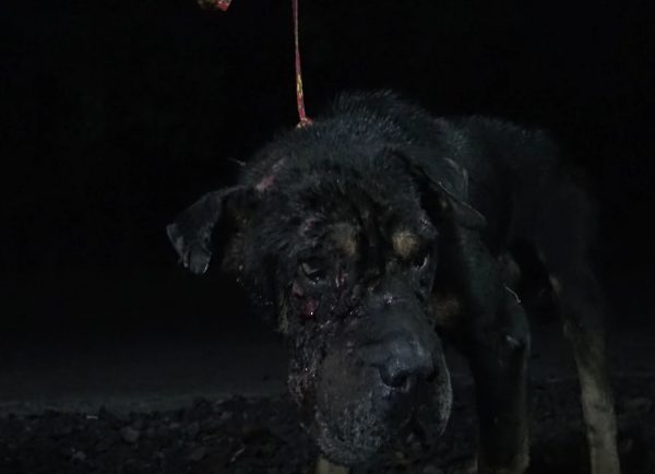 In the middle of the night, this poor boy -- they named him Hank -- walked into the Costa Rican rescue they were stationed at.