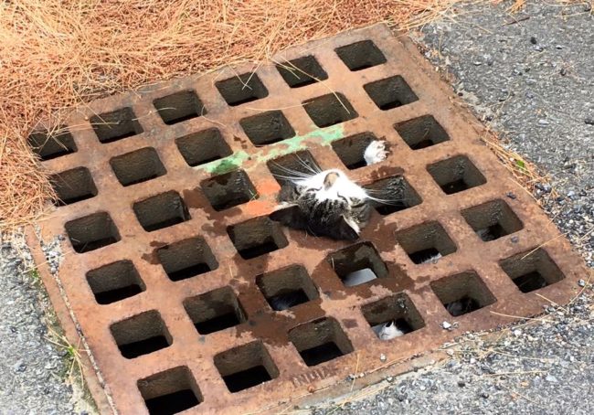 Last week, this one-year-old kitten stumbled into a storm drain. While trying to escape, her head became wedged into one of the grates.