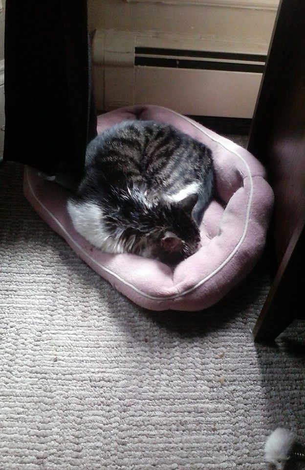 Hours later, the kitten was too ashamed and afraid to even leave her kitty bed.
