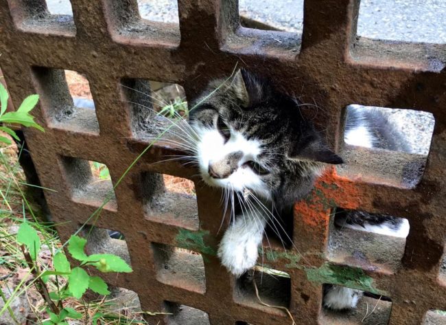 When they arrived on the scene, the cat was barely breathing or moving. They were able to turn the grate on its side, allowing the kitten to breathe.