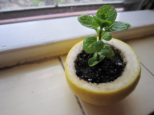 Who knew you could grow seeds in a lemon?