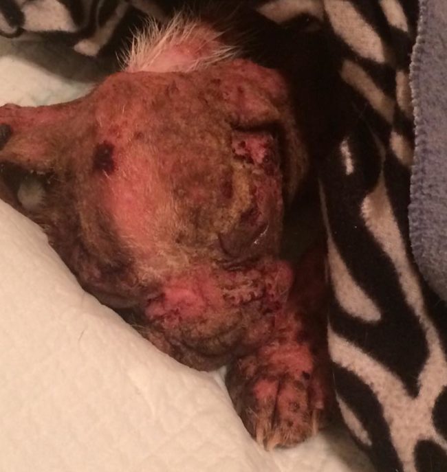 He needed an intense round of antibiotics, and there were maggots living in his skin.