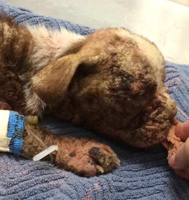 The further these veterinarians delved into Libre's case, the more horrific it became. 