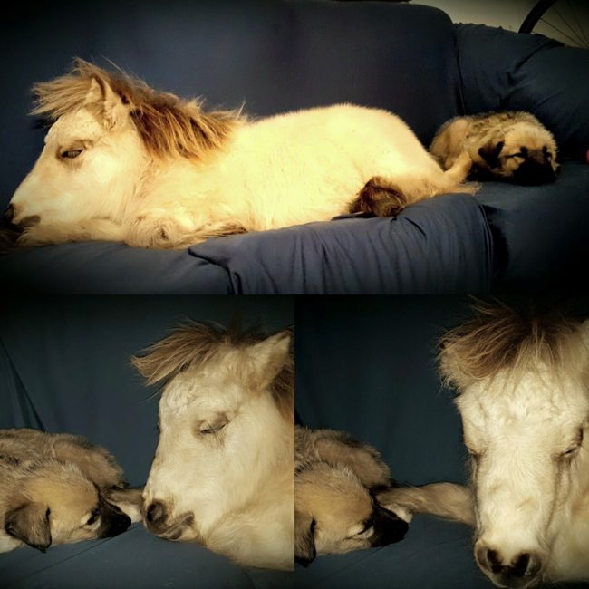 When he's not going with Amy to work, he can be found lounging on the couch with his puppy pal.