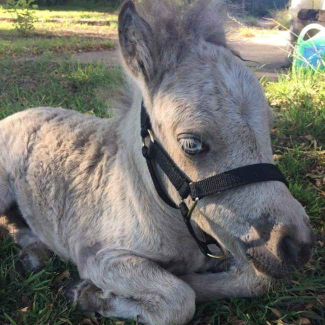 Amy and Bowie sought out medical attention from University of Melbourne Equine Hospital's Dr. Luke Wells-Smith and veterinarian Dr. Charlie El-Hage to help build up strength in his legs.