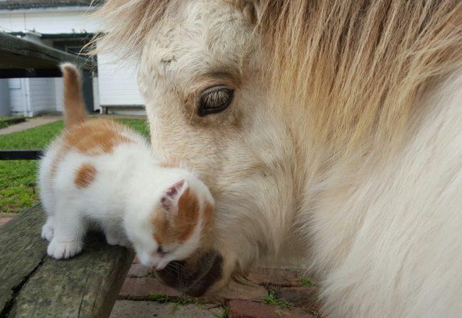 He also makes time to snuggle with his feline friends.