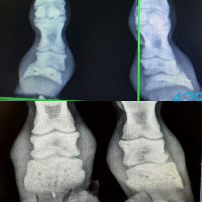 With the help of some corrective horseshoes, the doctors and Amy began to see some realignment in Bowie's limbs.