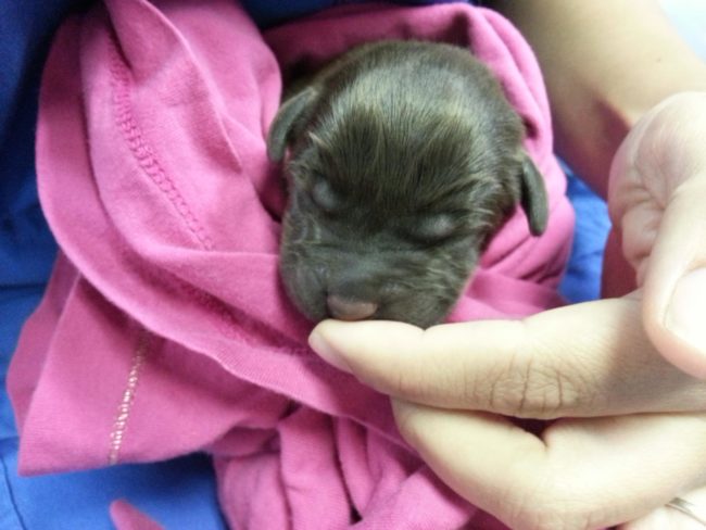 Because he was born with a severely cleft palate, his owners chose to have him put to sleep.