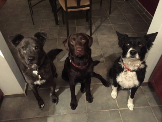 Here he is, all healed, with his brother and sister. If that isn't the best family portrait you've ever seen, we can't be friends.