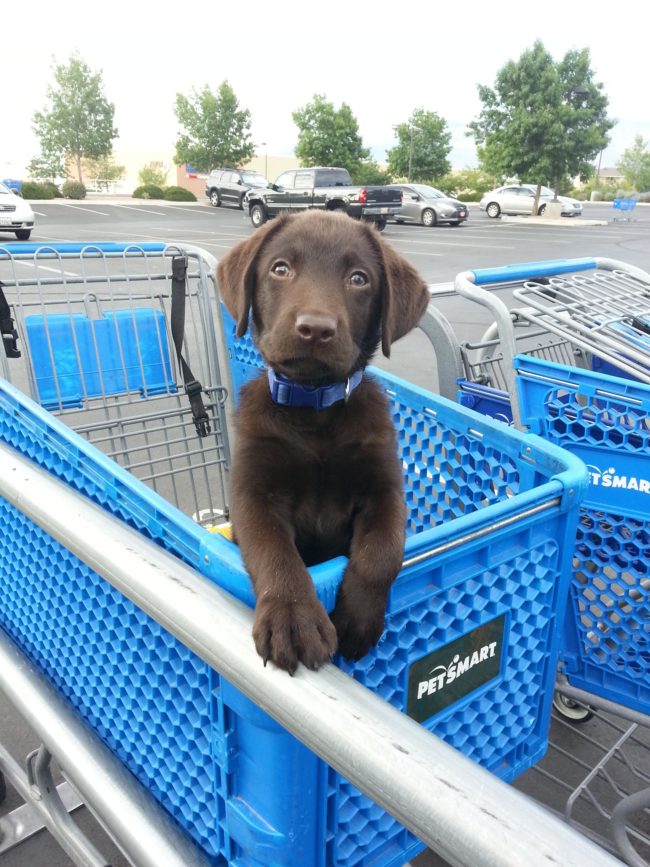 Bronson really started to grow into a big boy, though. Look at that FACE!