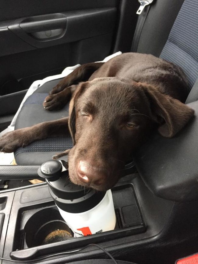 He had to be sedated a bunch of times to get things out. No matter how vigilant and careful his mom was at keeping things out of his mouth, puppies will be puppies.