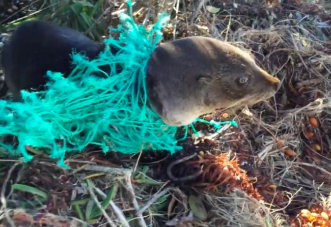 When a rough storm washed this baby seal ashore, he was trapped in a net and tangled up in a tree's branches for a <em>whole</em> week.