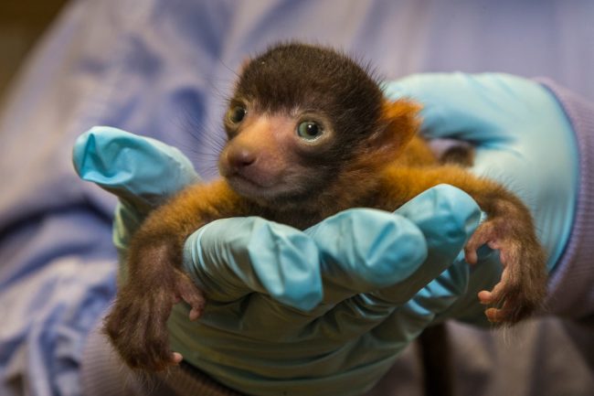 This endangered lemur is too cute to even handle.