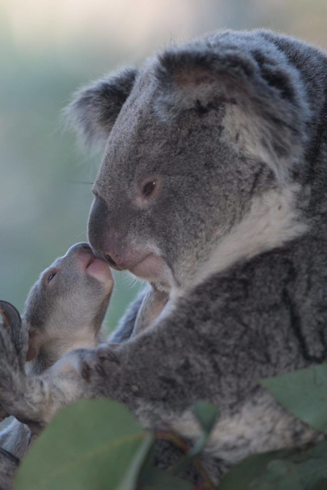 Koala kisses!