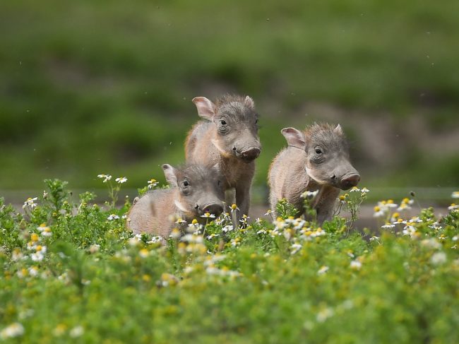 Don't confuse these baby warthogs with the three little pigs.