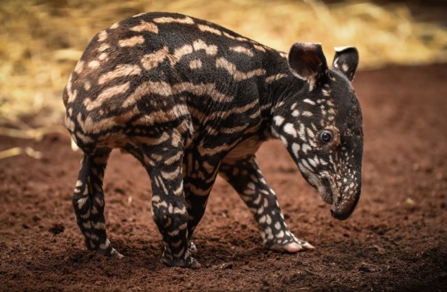 This baby Malayan tapir was the first male of his kind born at the Chester Zoo...and I need him to be my buddy.