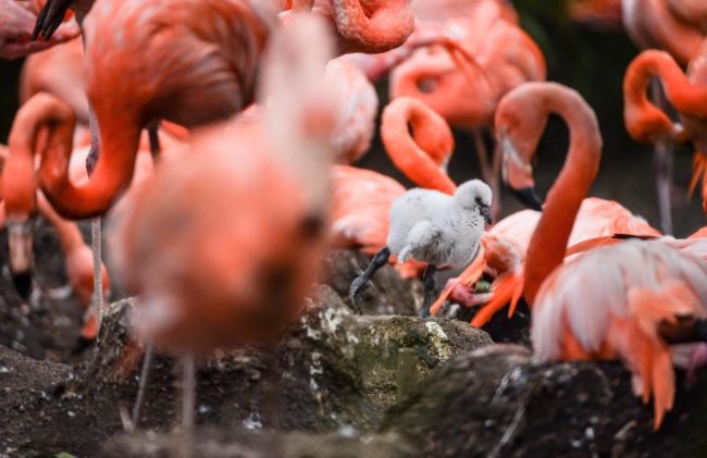 This tiny flamingo proves that one of these things is not like the other.