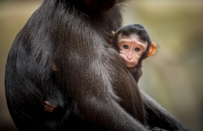 This baby gives great hugs and I want one...or 10.