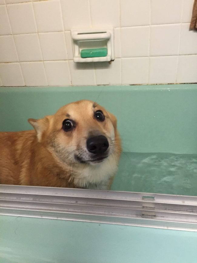 "Rolling around in dirt seemed like such a good idea at the time."