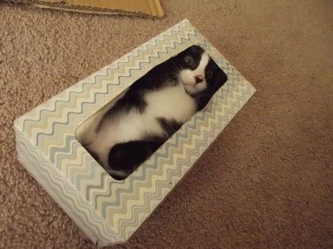 The first and only time a cat regretted getting in a box.