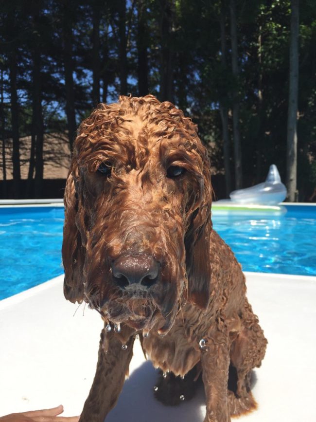"I don't like that pool.  Not one bit."
