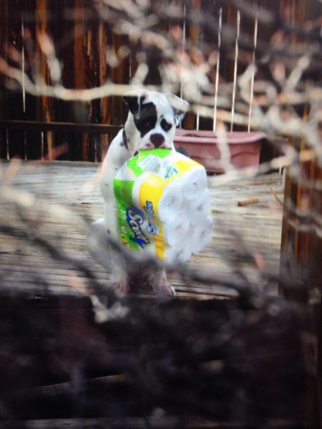 His owners ran out of toys, so they gave him the next best thing.