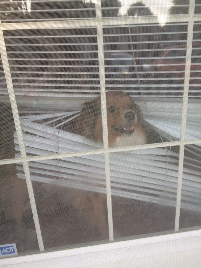 Some of us walk into a glass door, this pooch gets stuck in a cat door.