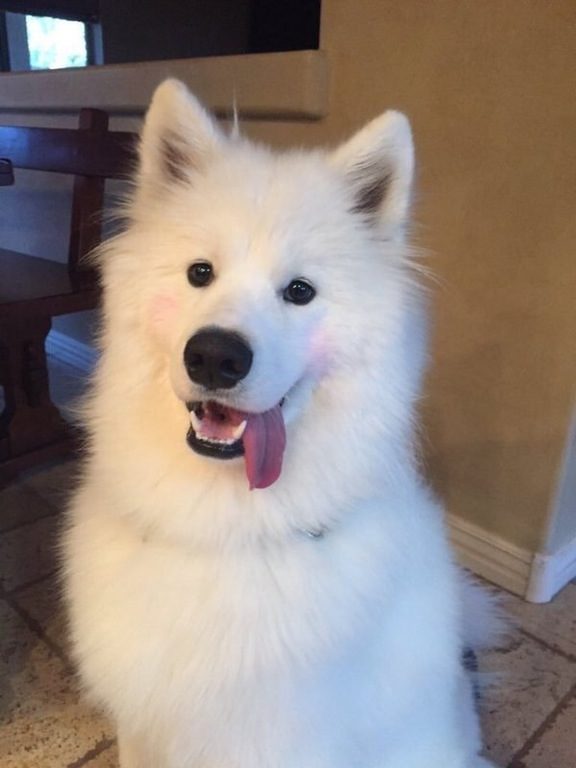 This pup tried her hand at being a make-up artist, but went a little heavy on the blush.