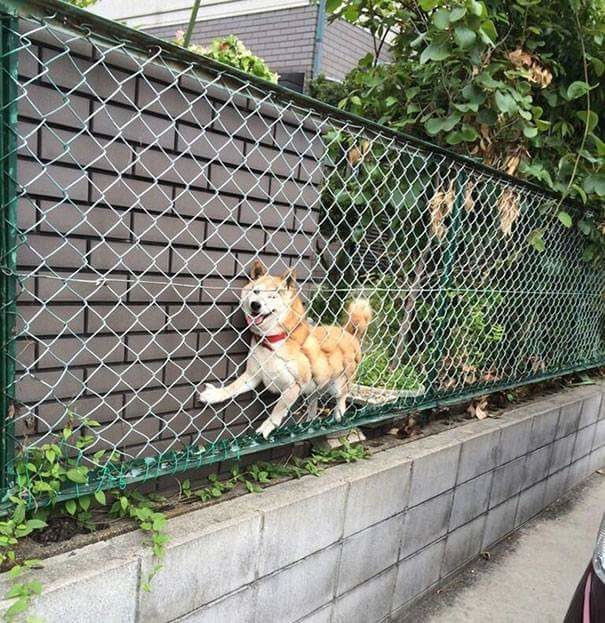 This fella's reconsidering chasing after that tennis ball.