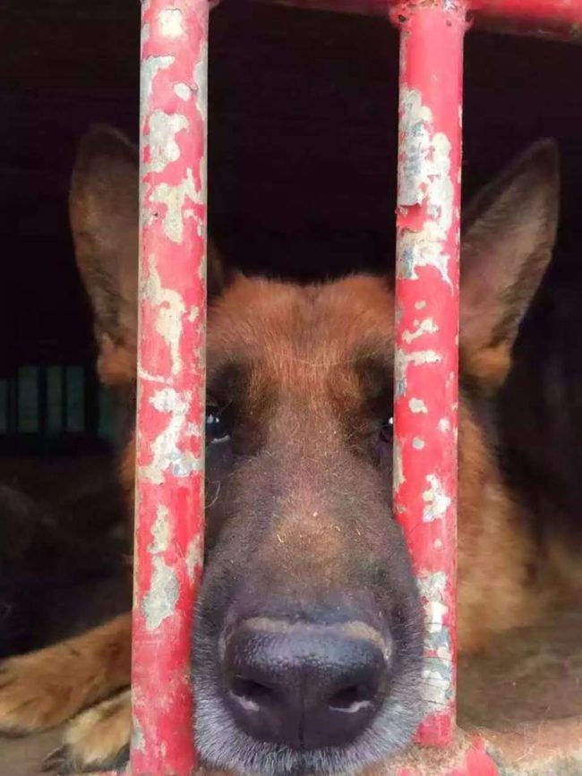 When the truck was spotted, countless concerned citizens took to social media to notify animal rights groups like Guardians of Chinese Animal Protection and the Humane Society International.