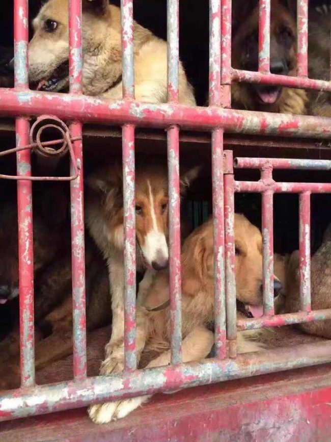 No, these criminals were carting the pups to a dog meat festival in the Jilin province of northeastern China.