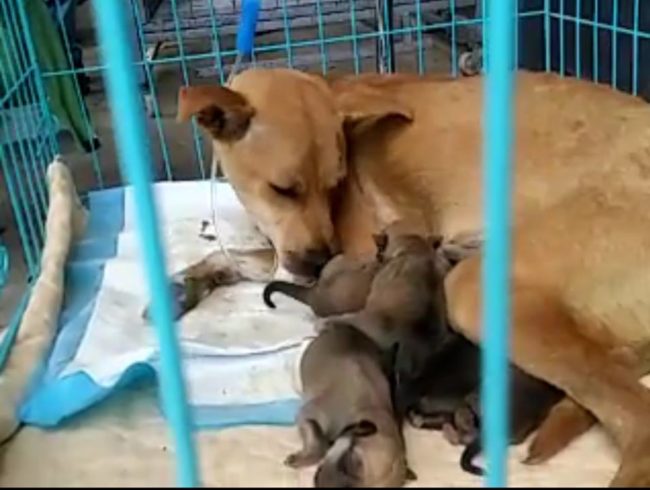 Amazingly enough, while rescuers were unloading the truck, a mama dog gave birth to four healthy puppies!