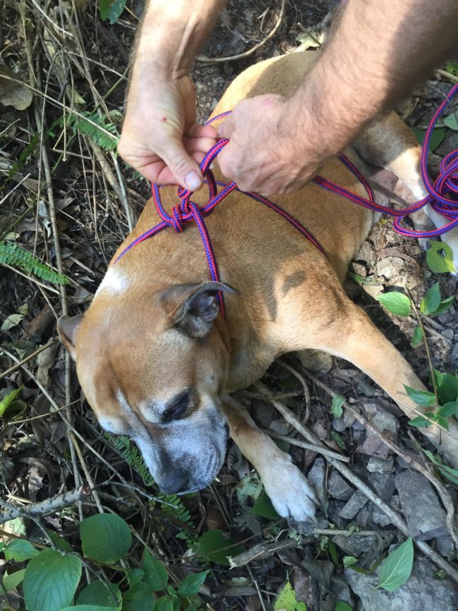 After pulling her out of the water, they used some rope as a makeshift harness and tried to coax her up the steep embankment. 