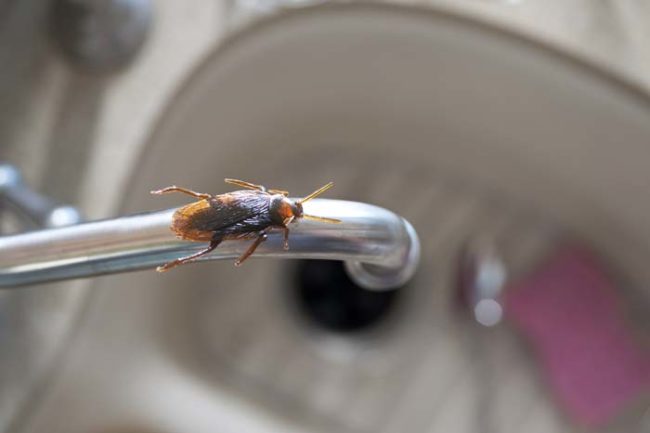 "They wouldn't go and kill lots of cockroaches for it. They would isolate the gene for this protein from the cockroach and then express it and grow it up in a yeast system in very large microbiological vats and produce large quantities," Professor John Carver explained.