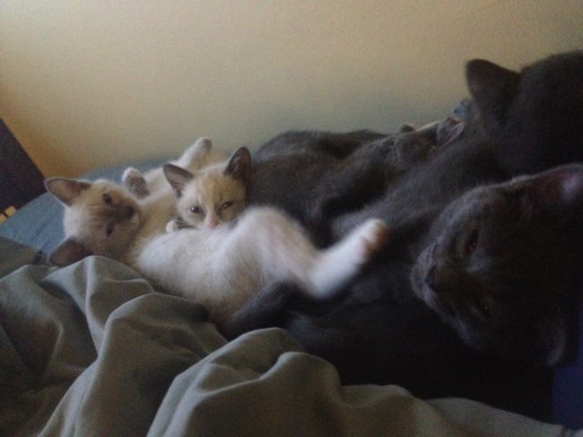 <a href="http://imgur.com/user/BoogiesOogie" title="view account of BoogiesOogie" class="post-account" target="_blank">BoogiesOogie</a> now has to fight to sleep in his own bed because the kittens have taken over.